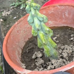 Photo of the plant species Boobie Cactus by @HeroSpinach28 named Aria on Greg, the plant care app