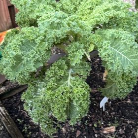 Photo of the plant species Curly Kale 'Reflex' by @Plantlover19 named Lebron on Greg, the plant care app