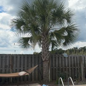 Photo of the plant species Blue Palmetto by @Plantlover19 named Oscar on Greg, the plant care app
