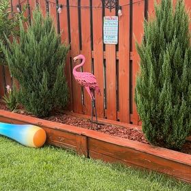 Photo of the plant species Tuscan Cypress by @Plantlover19 named Cleopatra on Greg, the plant care app
