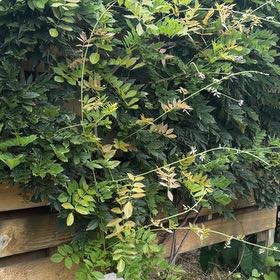 Photo of the plant species Japanese Wisteria by @Plantlover19 named Walt on Greg, the plant care app