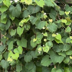 Photo of the plant species False Grape by @Plantlover19 named Marley on Greg, the plant care app