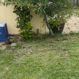 Photo of the plant species Southern Live Oak by @Plantlover19 named Messi on Greg, the plant care app