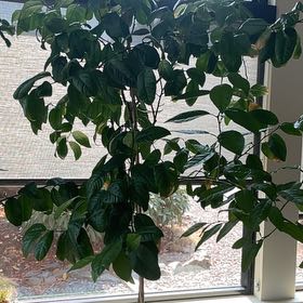 Photo of the plant species Key Lime Tree by @ExoticWildtea34 named Harmony on Greg, the plant care app