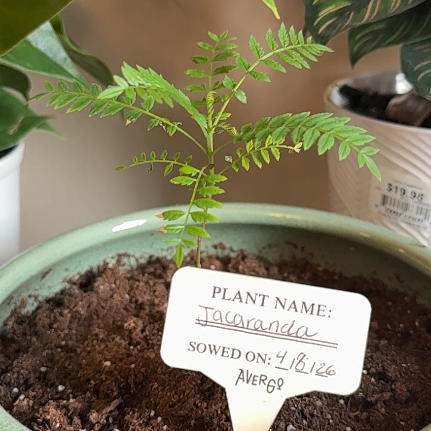 Photo of the plant species Jacaranda by @AcePixiecap67 named Mando on Greg, the plant care app