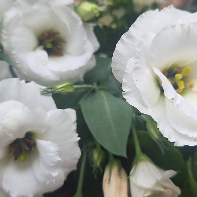 Photo of the plant species Lisianthus by @VirtuousBeans44 named Aurora on Greg, the plant care app