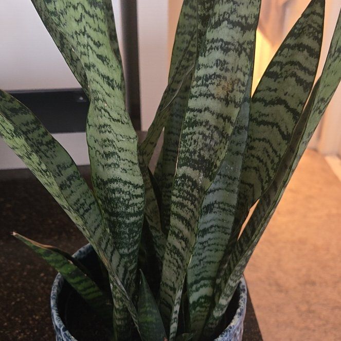Photo of the plant species Zeylanica Snake Plant by @VirtuousBeans44 named Emerson on Greg, the plant care app