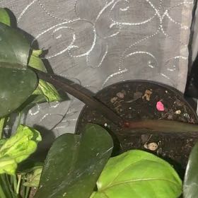 Photo of the plant species Philodendron 'Imperial Red' by @DaintyTobacco87 named Zion on Greg, the plant care app