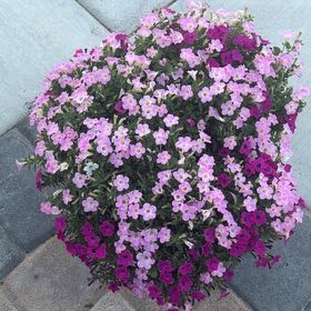 Photo of the plant species Lilacbush by @EarlyShyleaf24 named Treeyoncé on Greg, the plant care app