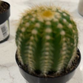 Photo of the plant species Notocactus warasii by @NiftyBogbirch19 named Clooney on Greg, the plant care app
