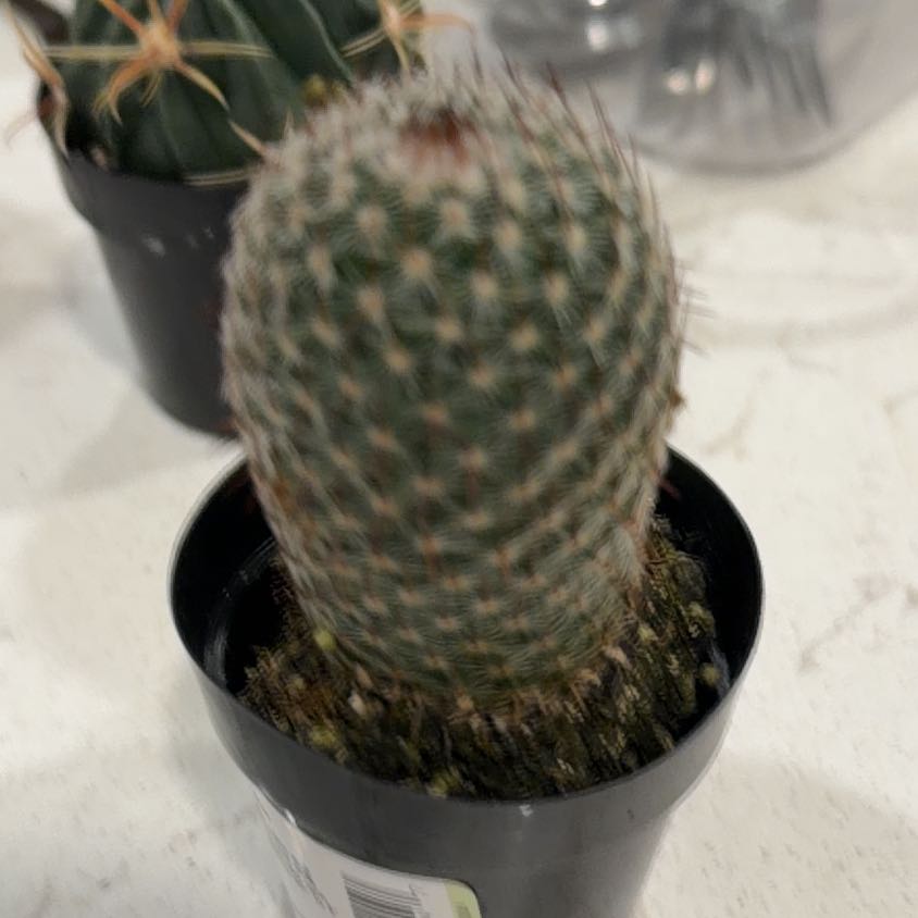 Photo of the plant species Thumb Cactus by @NiftyBogbirch19 named Stella on Greg, the plant care app