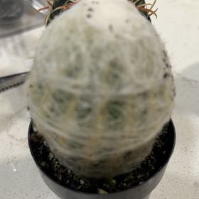 Photo of the plant species Peruvian Old Lady Cactus by @NiftyBogbirch19 named Peter Parker on Greg, the plant care app