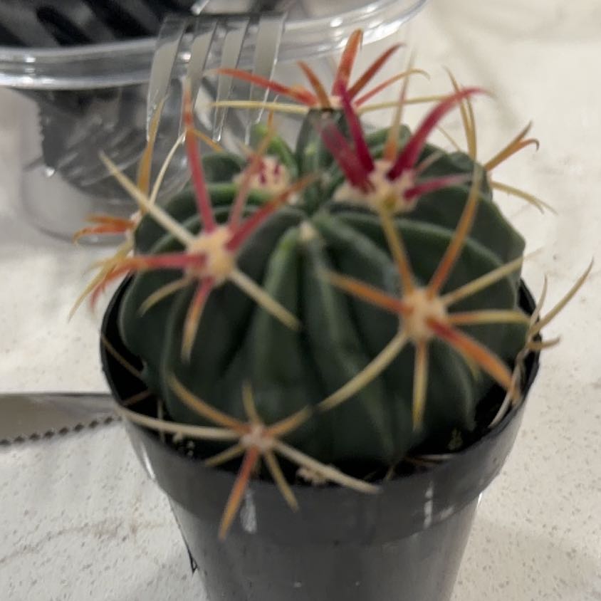Photo of the plant species Devil's Tongue Barrel Cactus by @NiftyBogbirch19 named Planty on Greg, the plant care app