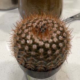 Photo of the plant species Cinnamon Cactus by @NiftyBogbirch19 named Darwin on Greg, the plant care app