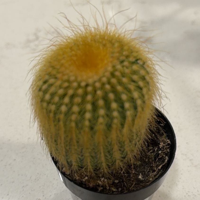 Photo of the plant species Notocactus leninghausii by @NiftyBogbirch19 named Keanu Leaves on Greg, the plant care app