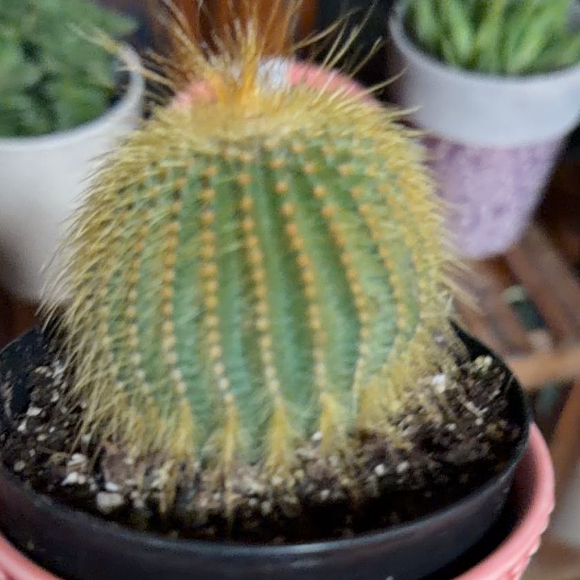 Photo of the plant species Notocactus leninghausii by @DiligentPlain named Homer on Greg, the plant care app