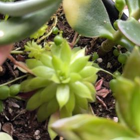 Photo of the plant species San Gabriel River Dudleya by @DiligentPlain named Gabe on Greg, the plant care app