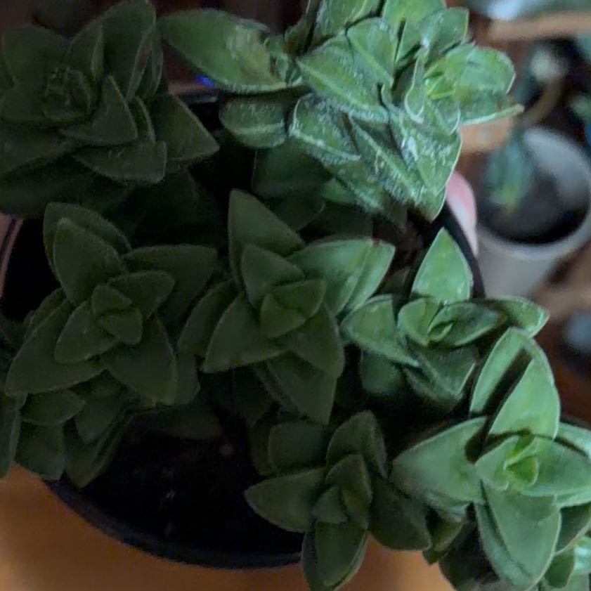 Photo of the plant species Crassula 'Springtime' by @DiligentPlain named Coco on Greg, the plant care app