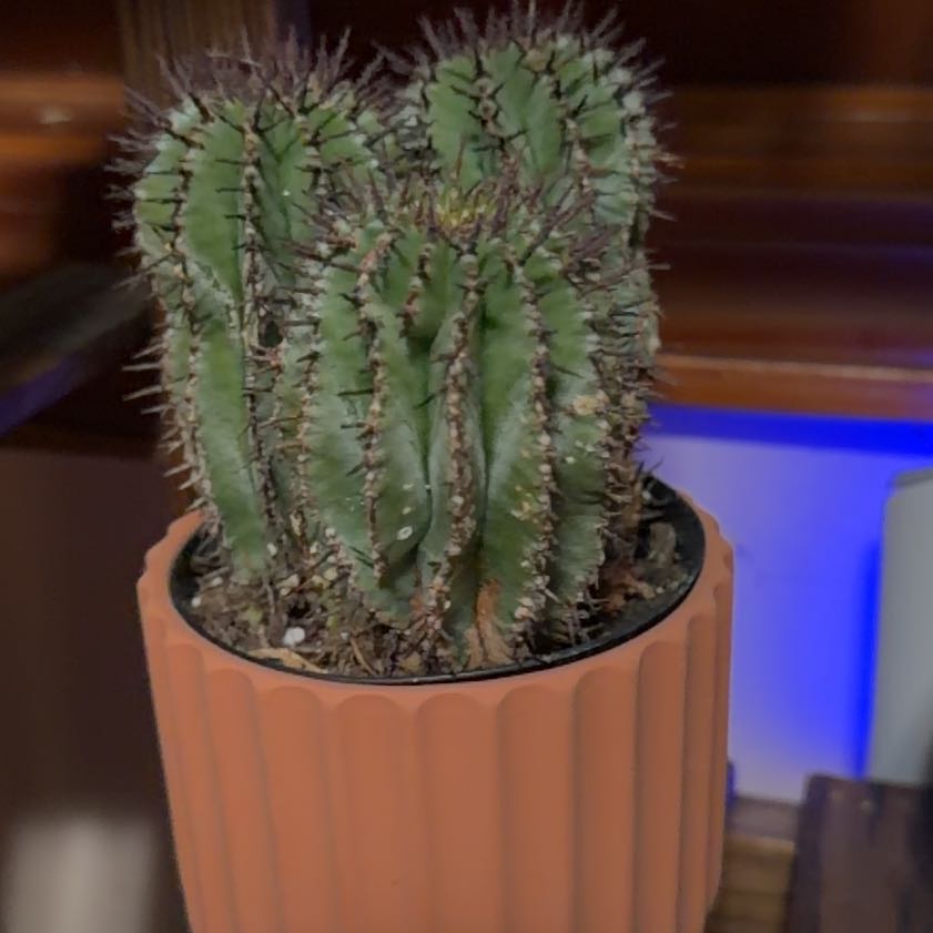 Photo of the plant species Milk Barrel Cactus by @DiligentPlain named Kevin on Greg, the plant care app