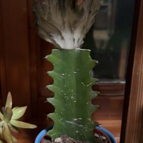 Photo of the plant species Mermaid tail, cactus by @DiligentPlain named Ariel on Greg, the plant care app