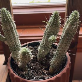 Photo of the plant species Variegated Corncob Cactus by @DiligentPlain named Popcorn on Greg, the plant care app