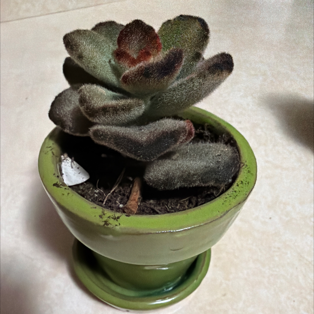 Photo of the plant species Teddy Bear by @DiligentPlain named Paddington on Greg, the plant care app