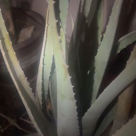 Photo of the plant species Agave Deserti by @AvidAsterium70 named Treeyoncé on Greg, the plant care app