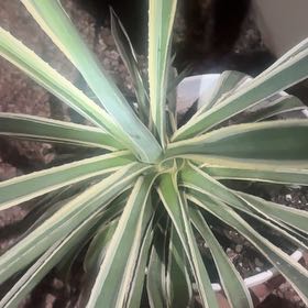 Photo of the plant species Caribbean Agave by @AvidAsterium70 named Girlfrond on Greg, the plant care app