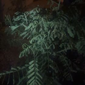 Photo of the plant species Tufted Vetch by @AvidAsterium70 named Osmo on Greg, the plant care app