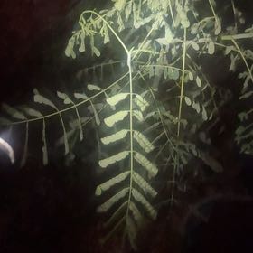 Photo of the plant species Caesalpinia Pulcherrima by @AvidAsterium70 named Athena on Greg, the plant care app