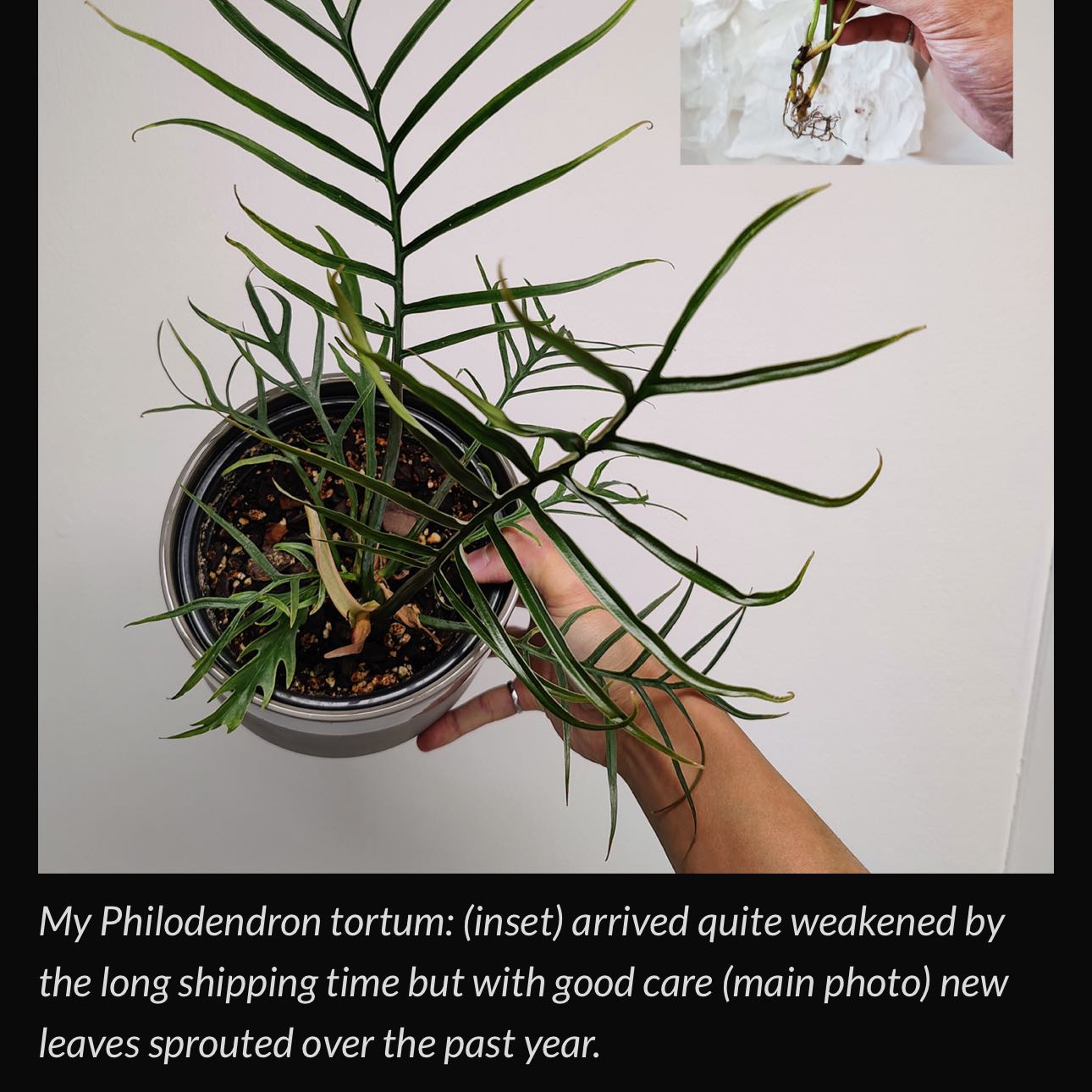 Photo of the plant species Philodendron tortum by @cam_n_dc named Sir Plancelot (Lee’s Lockhart) on Greg, the plant care app