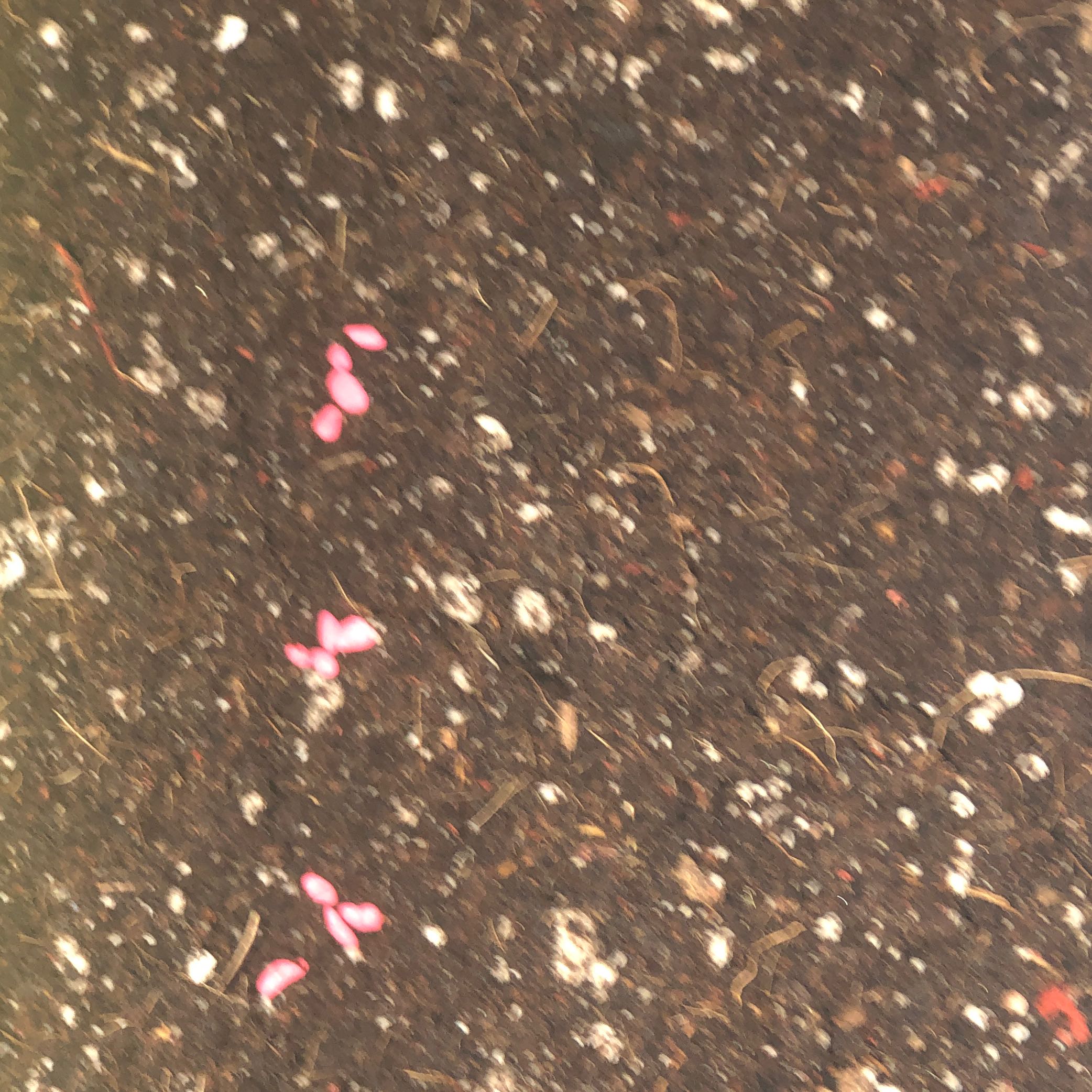 Photo of the plant species Rainbow Carrot by @MsJudah12 named N/A on Greg, the plant care app