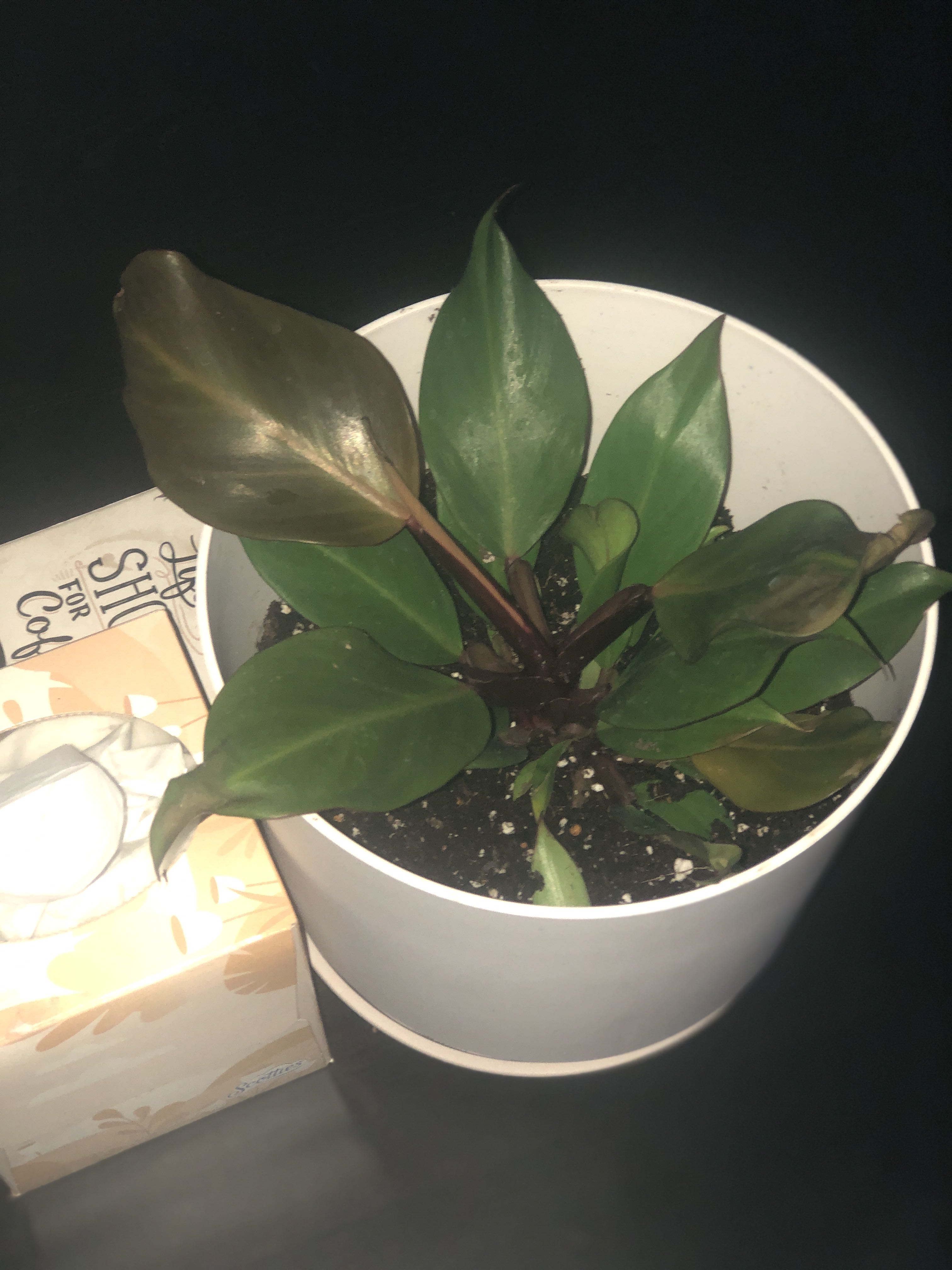 Photo from the post