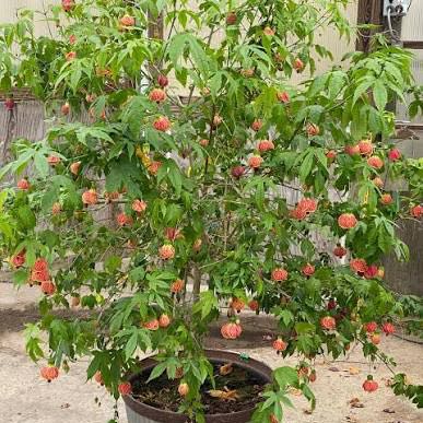 Photo of the plant species Abutilon Pictum by @BounteousAlbo89 named Red tiger on Greg, the plant care app