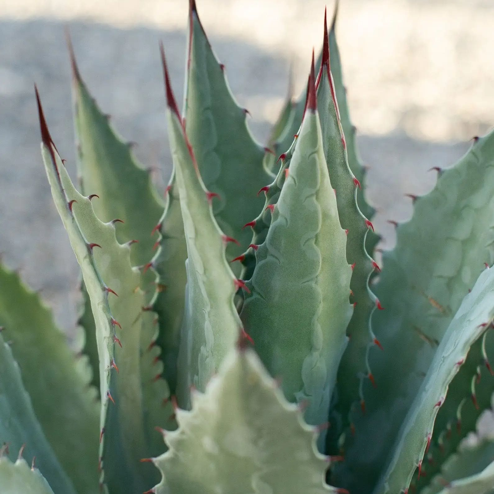 Photo of the plant species Agave by @BounteousAlbo89 named Agave on Greg, the plant care app