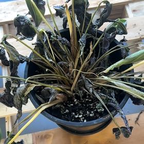 Photo of the plant species Variegated Shell Ginger by @AceMoss34 named Calathea on Greg, the plant care app