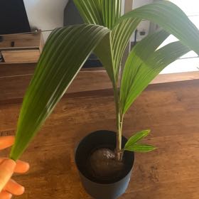 Photo of the plant species Cocoanut by @VipBlinks86 named Sigmund on Greg, the plant care app
