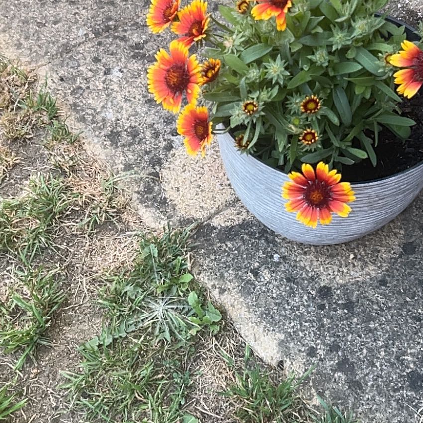 Photo of the plant species Indian Blanket by @HipSkunkbush25 named Orwell on Greg, the plant care app