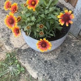Photo of the plant species Indian Blanket by @HipSkunkbush25 named Rosa on Greg, the plant care app