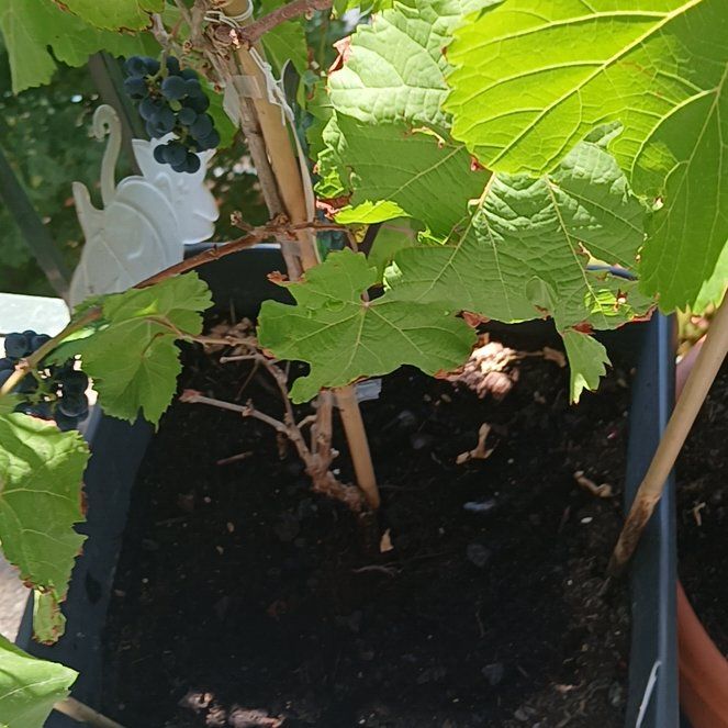 Photo of the plant species Wine Grape by @WellknownAcajou named Sproutacus on Greg, the plant care app
