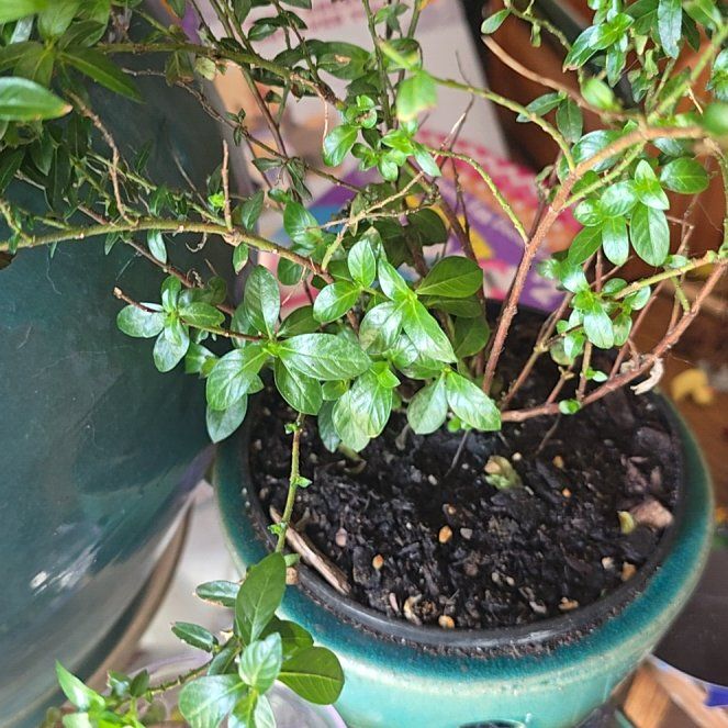 Photo of the plant species Hawaiian Heather by @InventivePuka47 named James Dean on Greg, the plant care app