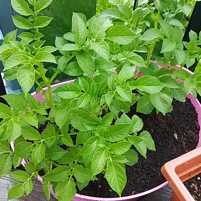 Photo of the plant species Potato by @SunnyEggplant25 named Denali on Greg, the plant care app