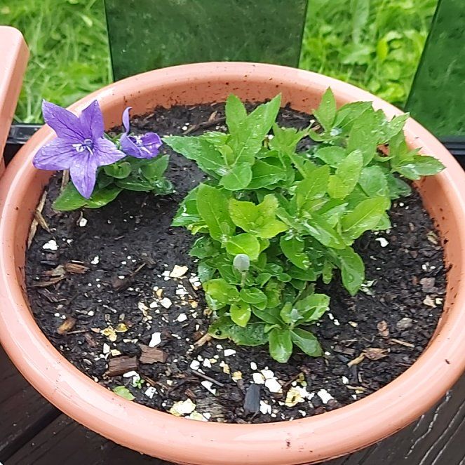 Photo of the plant species Balloon-Flower by @SunnyEggplant25 named Harper on Greg, the plant care app