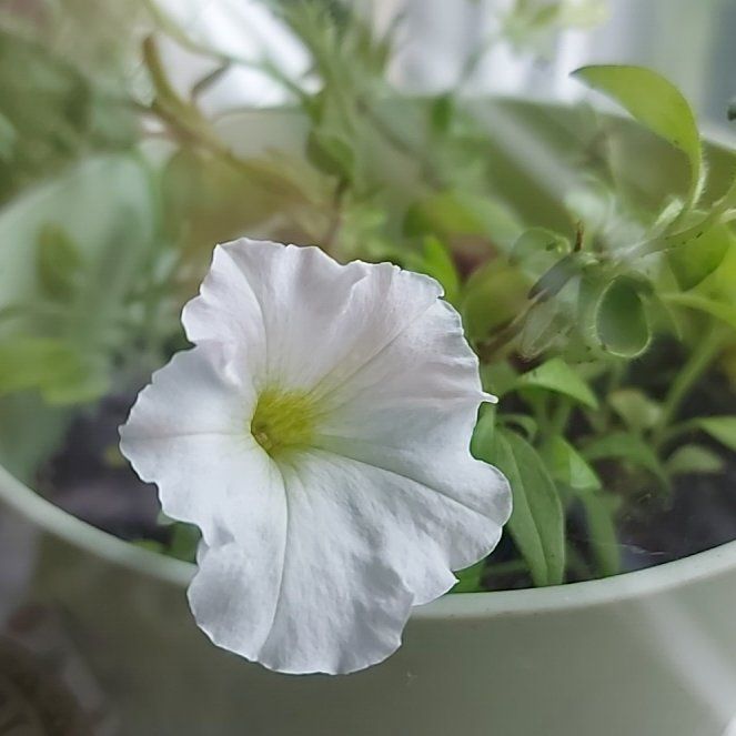 Photo of the plant species Petunia by @SunnyEggplant25 named Dolores on Greg, the plant care app