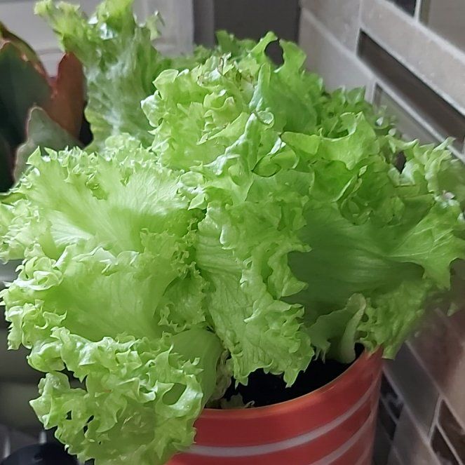 Photo of the plant species Leaf Lettuce by @SunnyEggplant25 named Foxxy on Greg, the plant care app