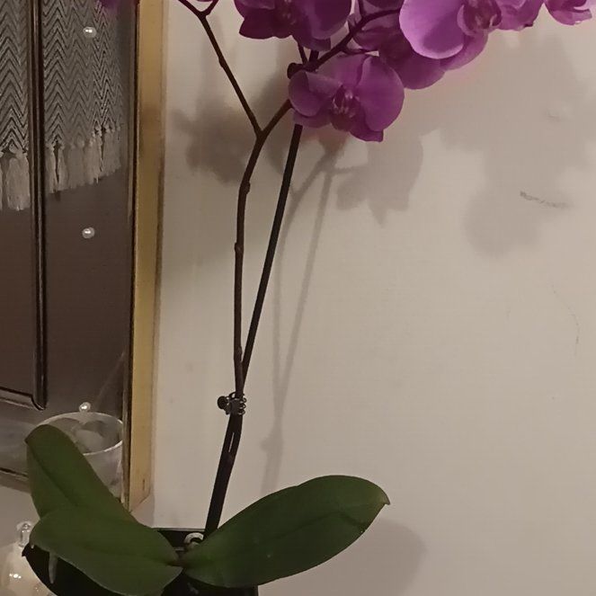Planty