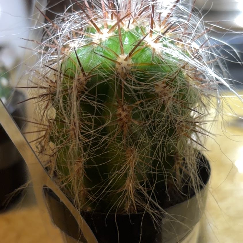 Photo of the plant species Old Man of the Andes by @FoxyBagpod72 named Planty on Greg, the plant care app