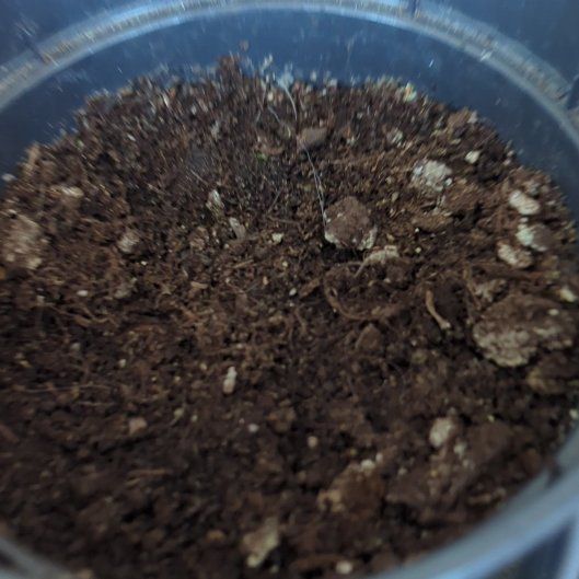 Photo of the plant species Lychee by @skyptm named Little lychee on Greg, the plant care app