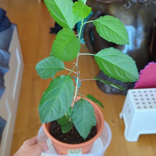 Photo of the plant species Apple by @skyptm named Little apple on Greg, the plant care app