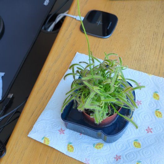 Photo of the plant species Cape Sundew by @skyptm named Chromp on Greg, the plant care app